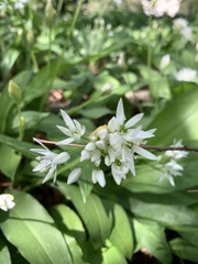 Allium ursinum