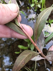 Ludwigia sphaerocarpa