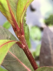 Ludwigia sphaerocarpa