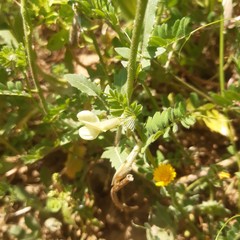 Vicia hybrida