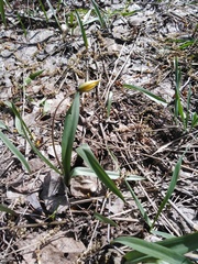 Tulipa sylvestris biebersteiniana
