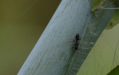 Technomyrmex difficilis