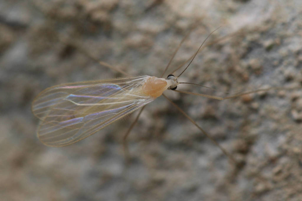 Parchula Insect Paracladura from 中国重庆市巫溪县 on April 11, 2022 at 05:27 PM by Shiwan Lu ...