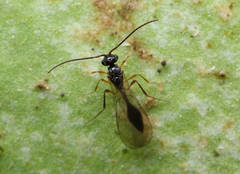 Aclista