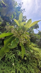 Daphniphyllum calycinum