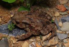 Bufo