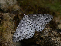 Percnia