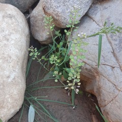 Lepidium perfoliatum
