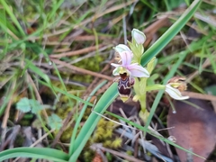 Ophrys scolopax apiformis