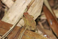 Ingerophrynus parvus