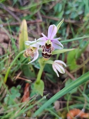 Ophrys scolopax apiformis