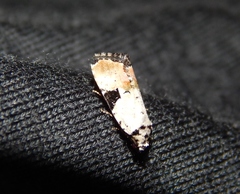 Hiccoda roseitincta