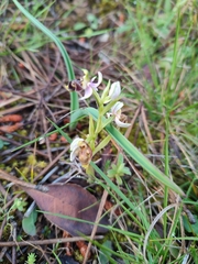 Ophrys scolopax apiformis