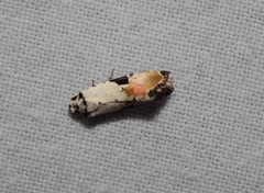 Hiccoda roseitincta