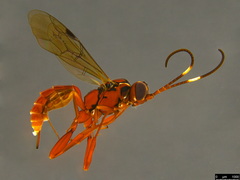 Akymichneumon rufipes