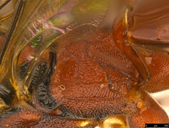 Akymichneumon rufipes