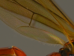 Akymichneumon rufipes