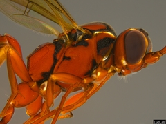 Akymichneumon rufipes