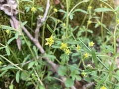Ranunculus micranthus