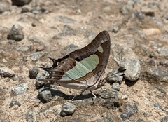 Polyura agraria
