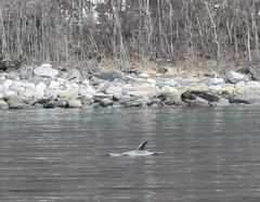 Lagenorhynchus albirostris