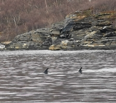 Lagenorhynchus albirostris