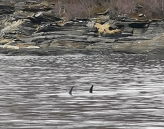 Lagenorhynchus albirostris