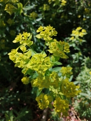 Euphorbia flavicoma