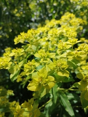 Euphorbia flavicoma