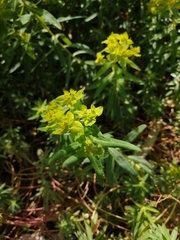 Euphorbia flavicoma