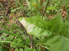 Liriomyza taraxaci