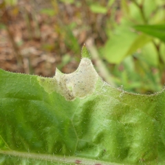 Liriomyza taraxaci