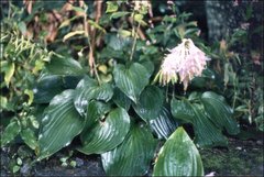 Hosta sieboldiana