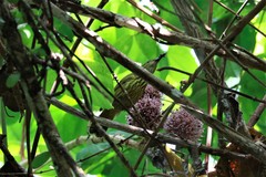 Kurochkinegramma hypogrammicum