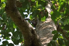 Mulleripicus pulverulentus
