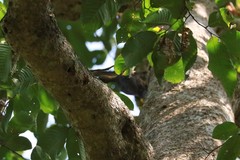 Mulleripicus pulverulentus