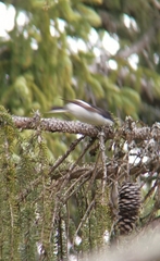 Ficedula hypoleuca