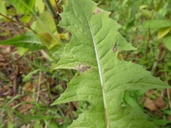 Liriomyza taraxaci