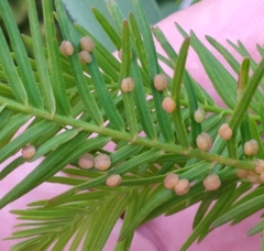 Taxodiomyia cupressi