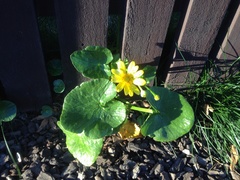 Ficaria verna ficariiformis