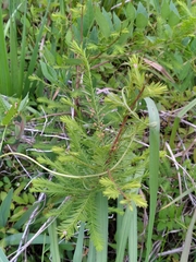 Taxodiomyia cupressi