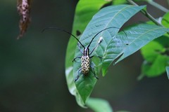 Macrochenus isabellinus