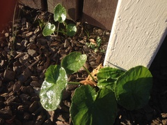 Ficaria verna ficariiformis