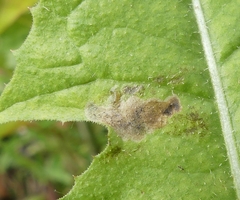 Liriomyza taraxaci