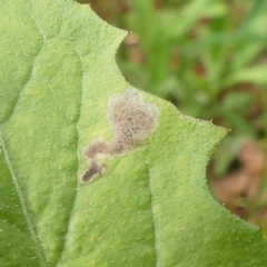 Liriomyza taraxaci