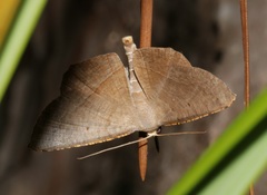 Plesiomorpha flaviceps