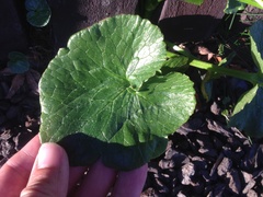 Ficaria verna ficariiformis