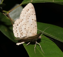 Percnia fumidaria