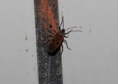 Physopelta quadriguttata