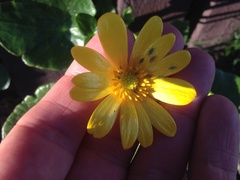 Ficaria verna ficariiformis